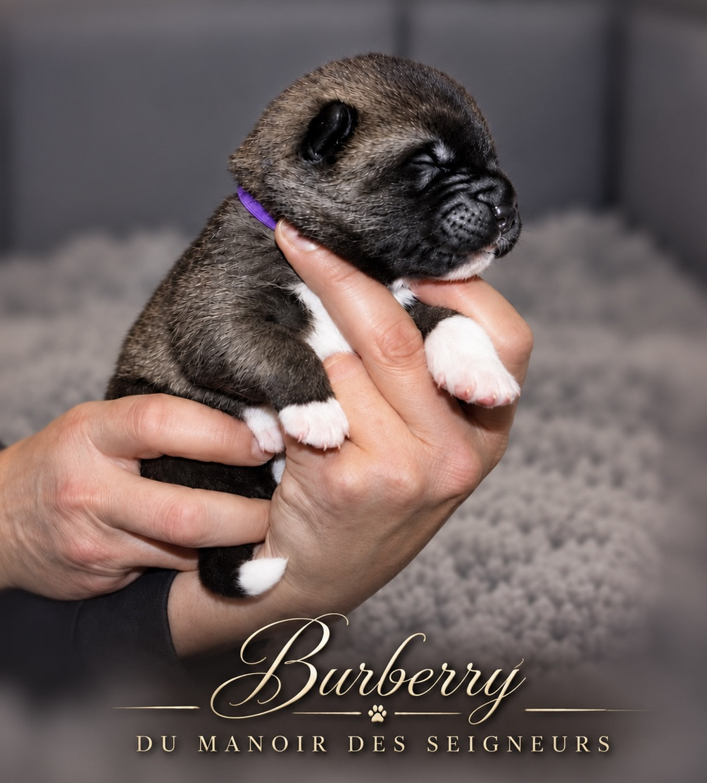Du Manoir Des Seigneurs - Chiots disponibles - Akita americain