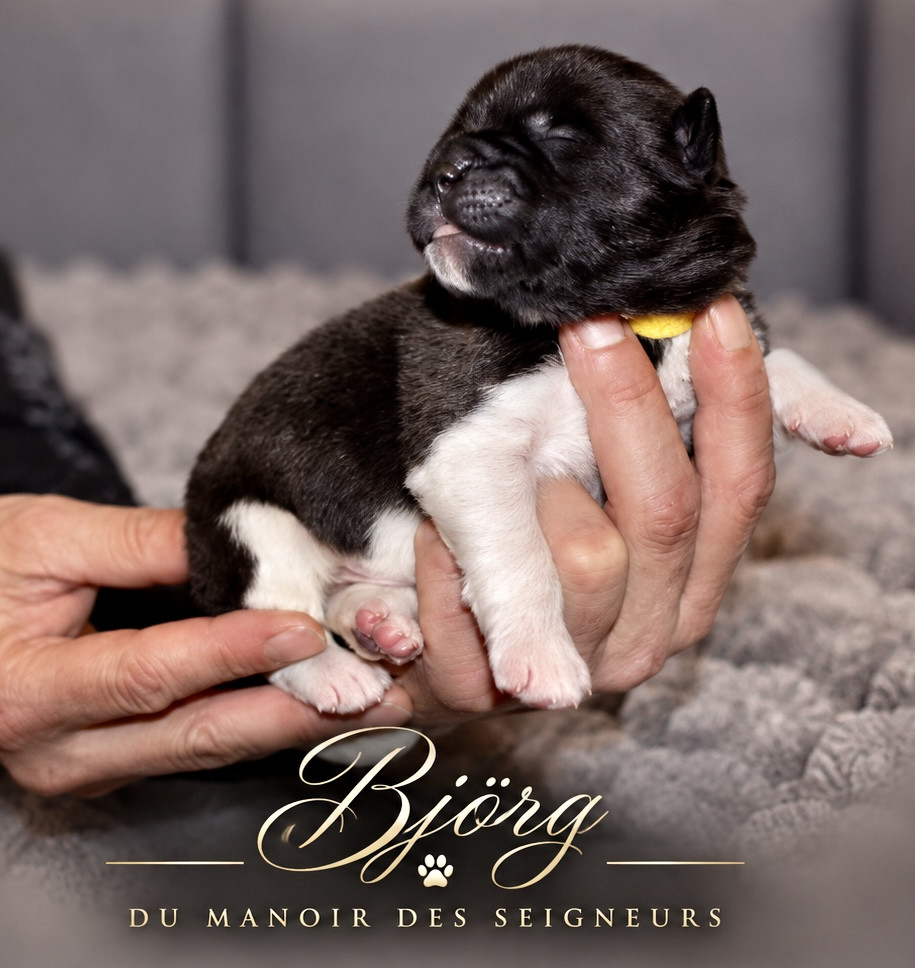 Du Manoir Des Seigneurs - Chiots disponibles - Akita americain