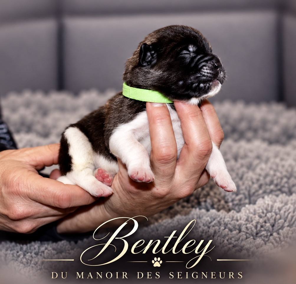Du Manoir Des Seigneurs - Chiots disponibles - Akita americain