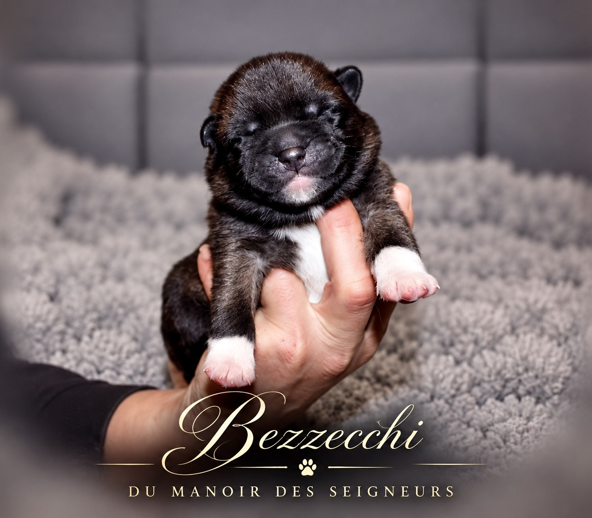 Du Manoir Des Seigneurs - Chiots disponibles - Akita americain