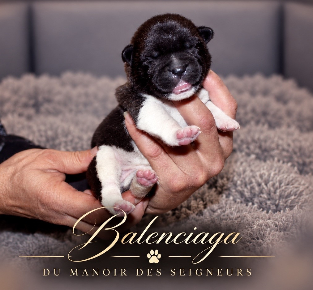 Du Manoir Des Seigneurs - Chiots disponibles - Akita americain