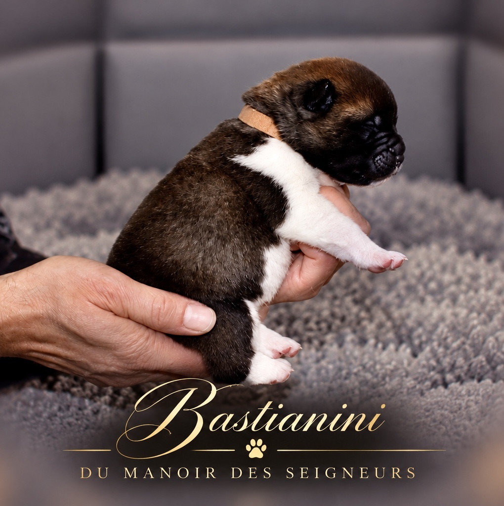 Du Manoir Des Seigneurs - Chiots disponibles - Akita americain