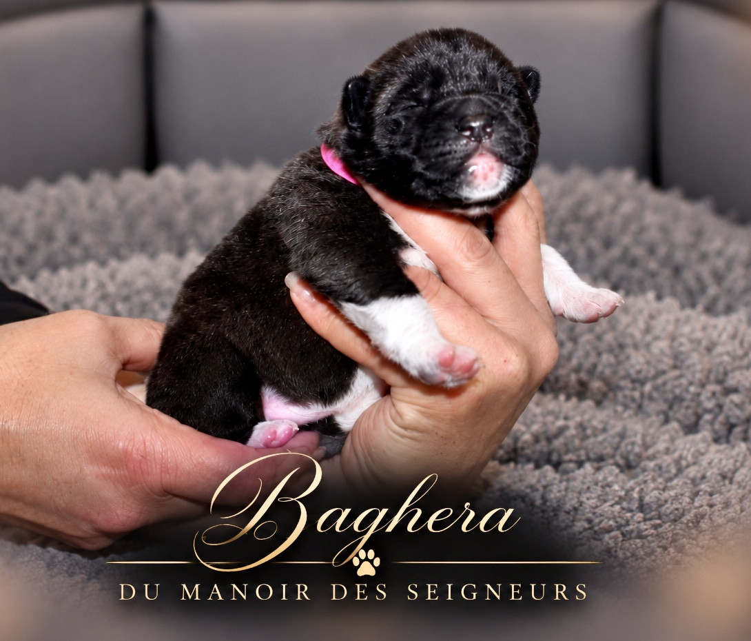 Du Manoir Des Seigneurs - Chiots disponibles - Akita americain