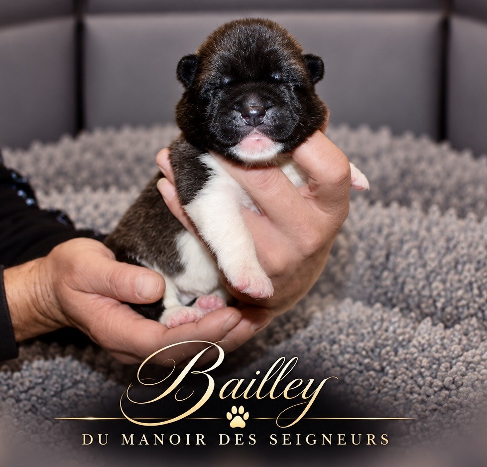 Du Manoir Des Seigneurs - Chiots disponibles - Akita americain
