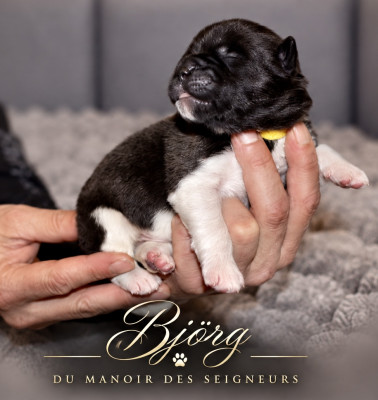 Björg