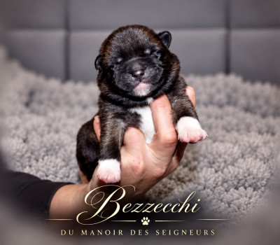 Bezzecchi